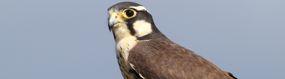 Birds of prey, visitors to the Falkland Islands